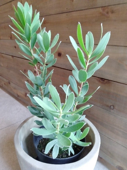 リューカデンドロン・サマーサン 5号【店頭受取】