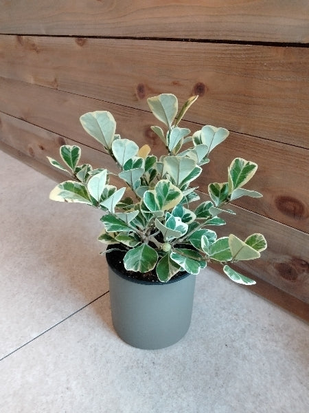 フィカス・スイートハート 4号【店頭受取】