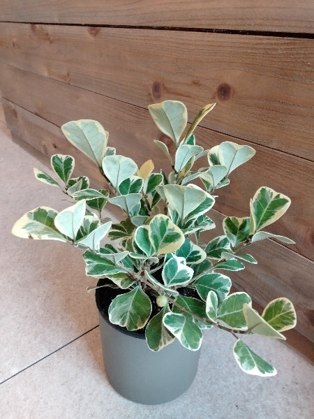 フィカス・スイートハート 4号【店頭受取】