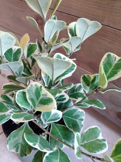 フィカス・スイートハート 4号【店頭受取】