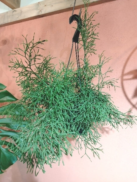 リプサリス・ハティオラ 5号【店頭受取】