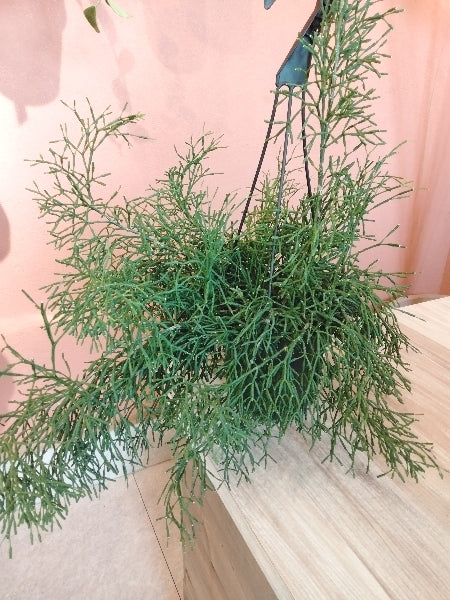 リプサリス・ハティオラ 5号【店頭受取】