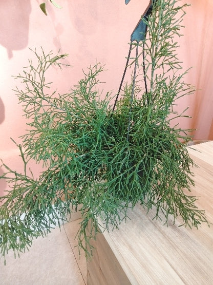 リプサリス・ハティオラ 5号【店頭受取】