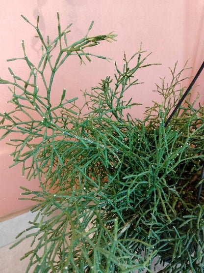 リプサリス・ハティオラ 5号【店頭受取】