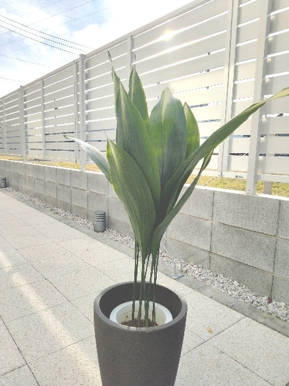 旭ハラン 6号【店頭受取】