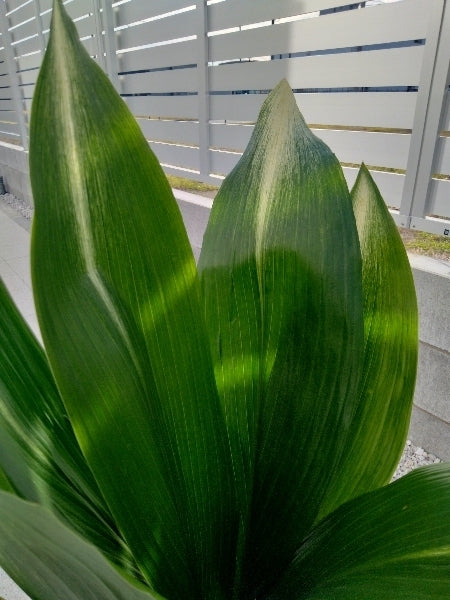 旭ハラン 6号【店頭受取】