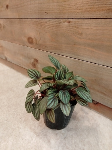 ペペロミア・ペッパーミル 3号【店頭受取】