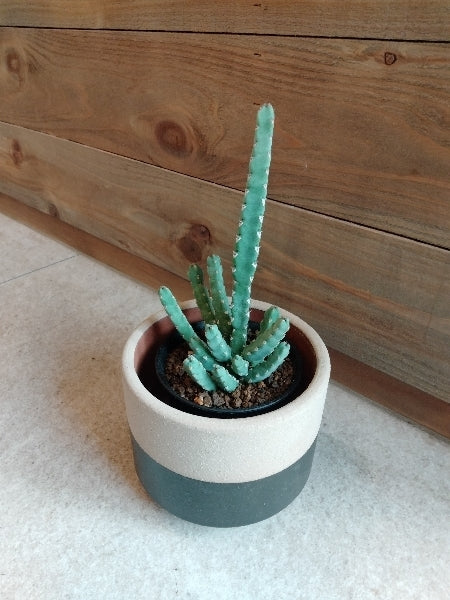 ユーフォルビア・デビリスピナ 3号【店頭受取】