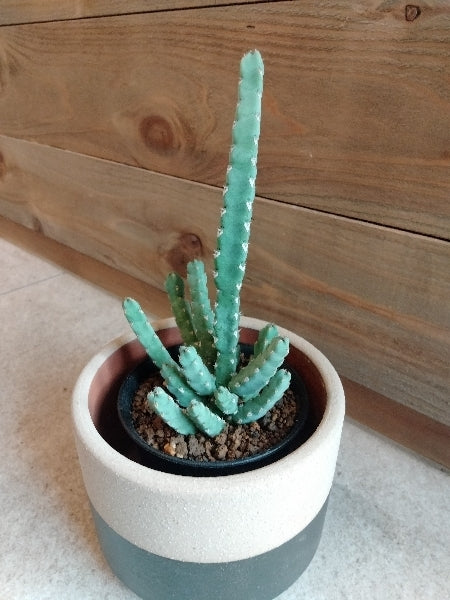 ユーフォルビア・デビリスピナ 3号【店頭受取】