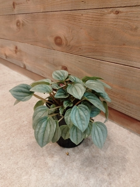 ペペロミア・ナポリナイツ 3号【店頭受取】