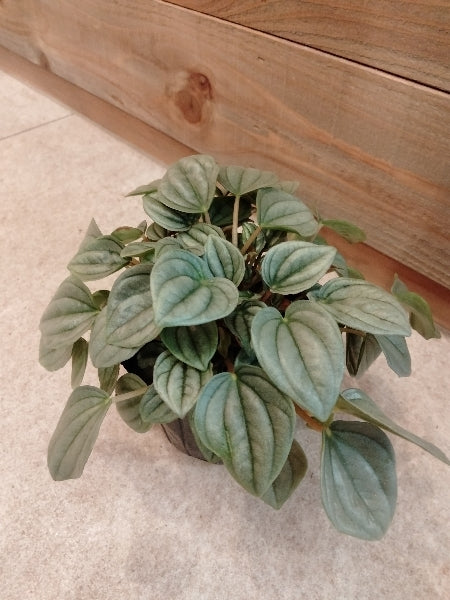 ペペロミア・ナポリナイツ 3号【店頭受取】