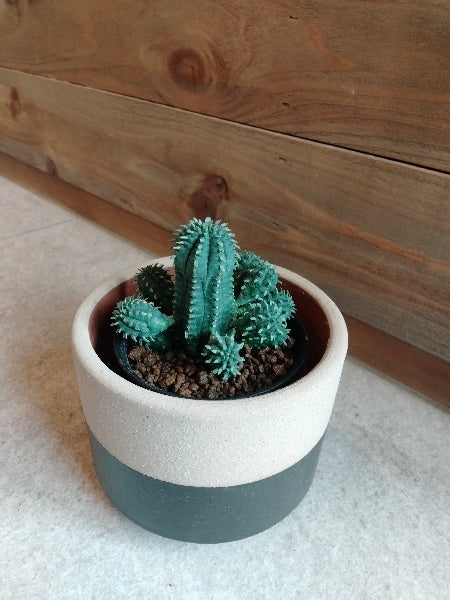 ユーフォルビア・マミラリス 3号【店頭受取】