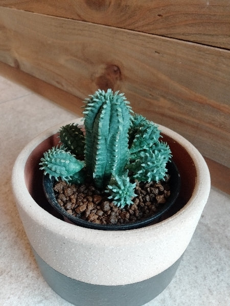 ユーフォルビア・マミラリス 3号【店頭受取】