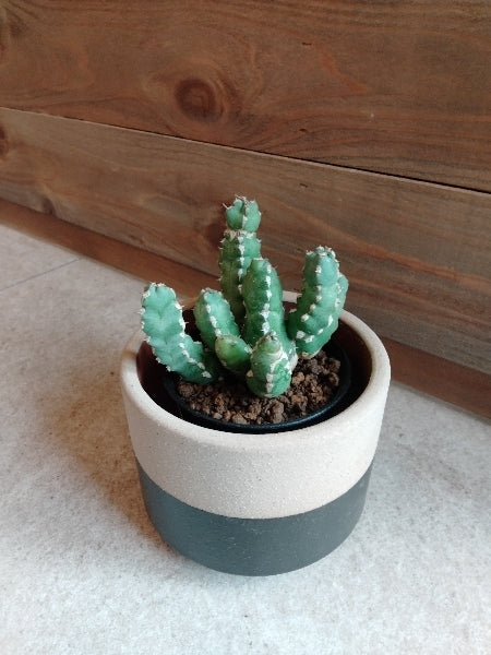 ユーフォルビア・マカレンシス 3号【店頭受取】