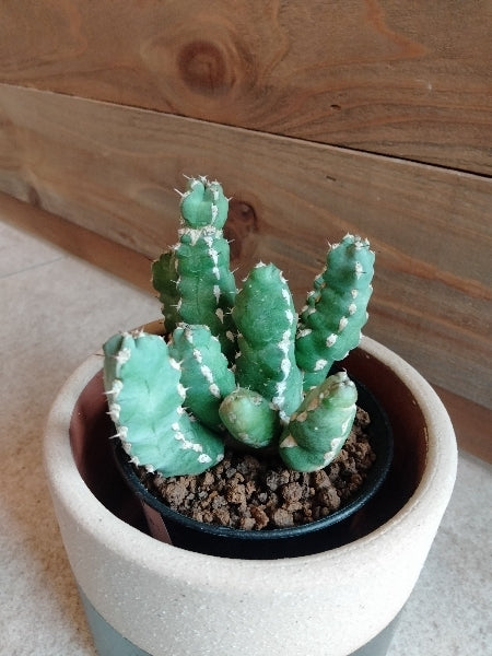 ユーフォルビア・マカレンシス 3号【店頭受取】