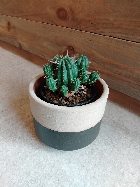 ユーフォルビア・紅キリン 3号【店頭受取】