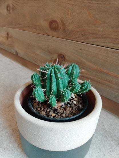 ユーフォルビア・紅キリン 3号【店頭受取】