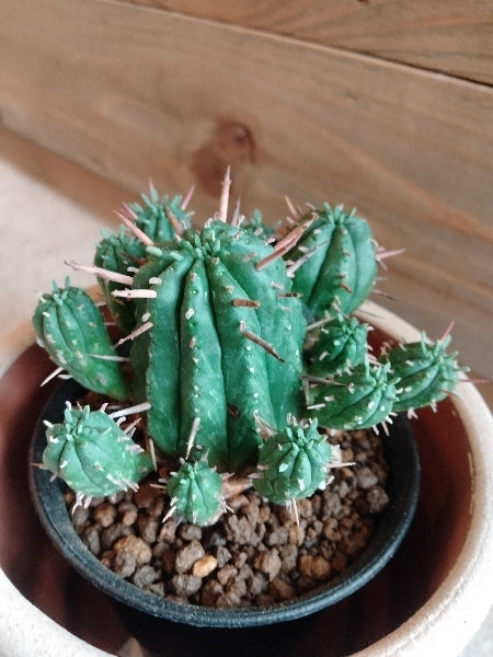 ユーフォルビア・紅キリン 3号【店頭受取】