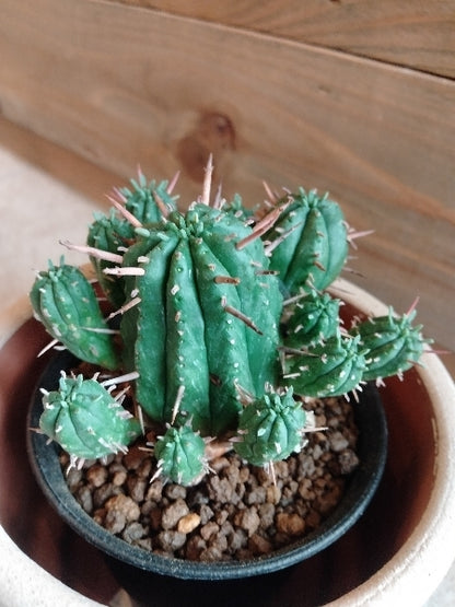 ユーフォルビア・紅キリン 3号【店頭受取】