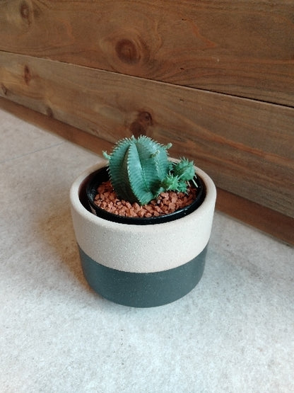 ユーフォルビア・カメレオンヘルメット 3号【店頭受取】