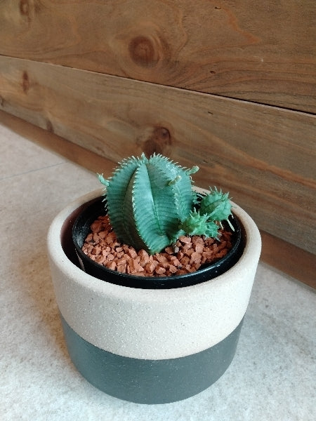 ユーフォルビア・カメレオンヘルメット 3号【店頭受取】