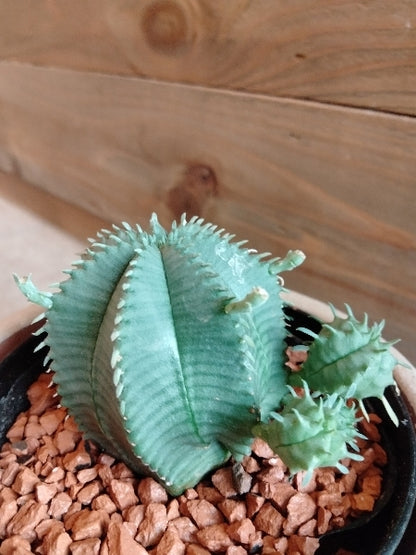 ユーフォルビア・カメレオンヘルメット 3号【店頭受取】