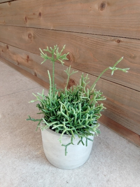 リプサリス・ケレウスクラ 3号【店頭受取】