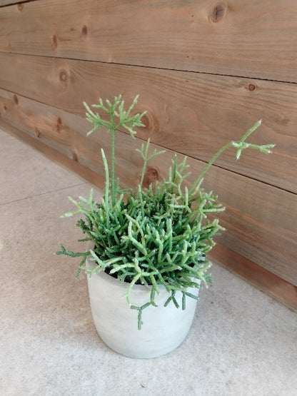 リプサリス・ケレウスクラ 3号【店頭受取】