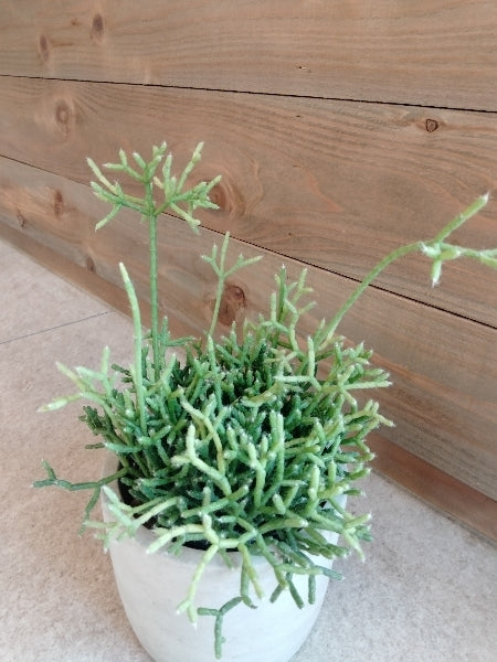 リプサリス・ケレウスクラ 3号【店頭受取】