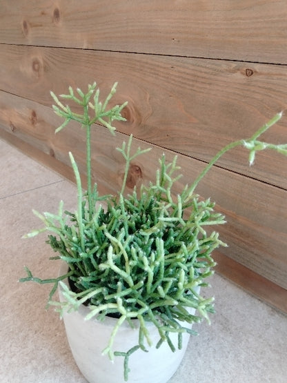 リプサリス・ケレウスクラ 3号【店頭受取】