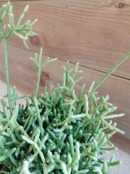 リプサリス・ケレウスクラ 3号【店頭受取】