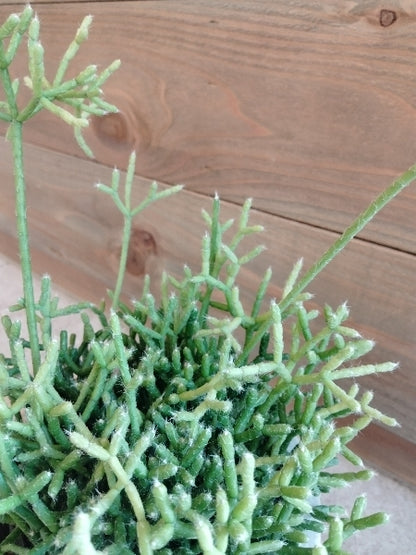 リプサリス・ケレウスクラ 3号【店頭受取】