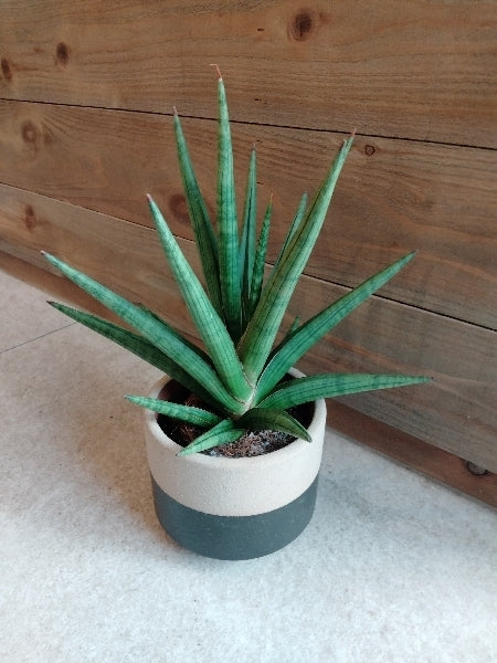 サンスベリア・ギガスパイキー 3号【店頭受取】