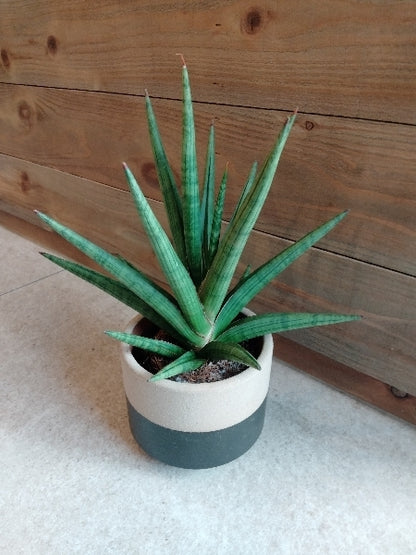 サンスベリア・ギガスパイキー 3号【店頭受取】