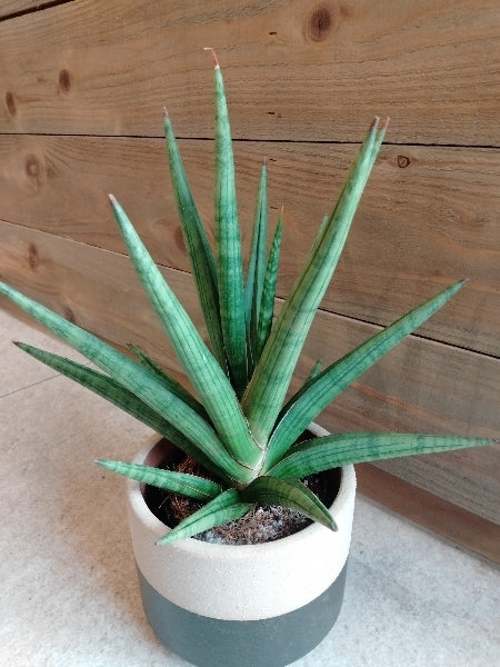 サンスベリア・ギガスパイキー 3号【店頭受取】