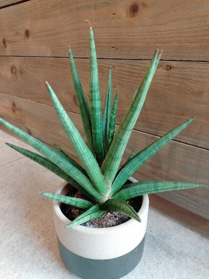 サンスベリア・ギガスパイキー 3号【店頭受取】