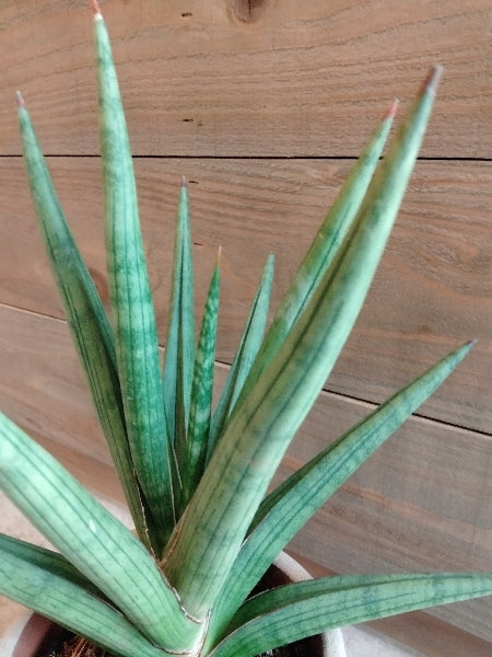 サンスベリア・ギガスパイキー 3号【店頭受取】