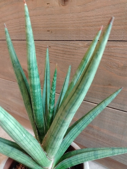 サンスベリア・ギガスパイキー 3号【店頭受取】