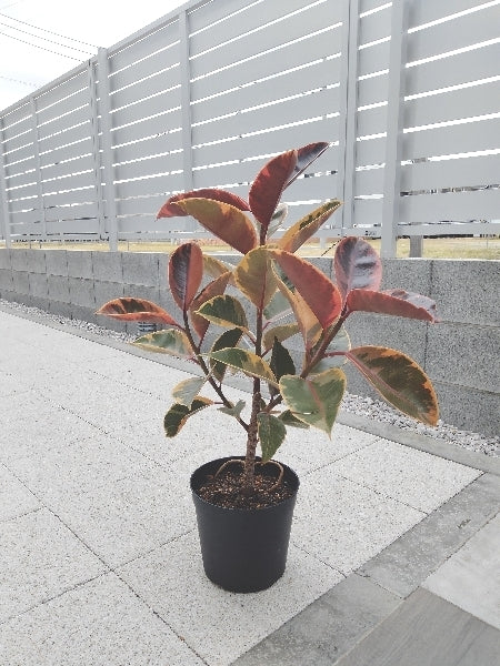 フィカス・ルビー ６号【店頭受取】