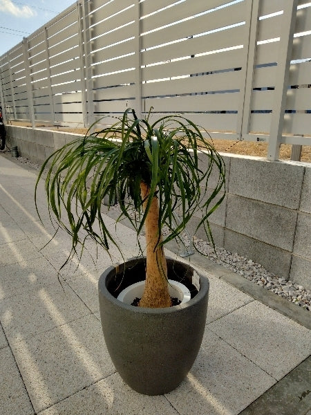 ノリナ 7号S【店頭受取】