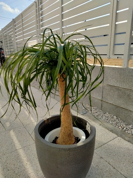 ノリナ 7号S【店頭受取】