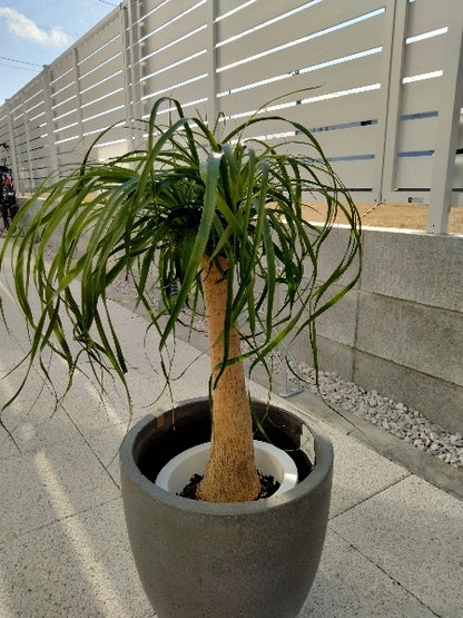 ノリナ 7号S【店頭受取】