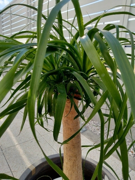 ノリナ 7号S【店頭受取】