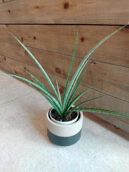 サンスベリア・ウィッチャゴールド 3号【店頭受取】