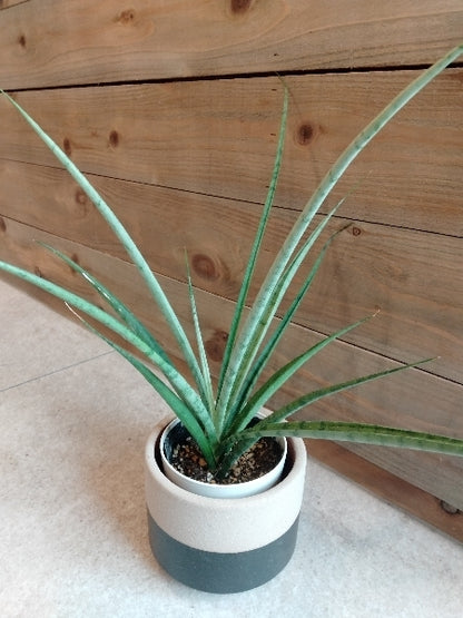 サンスベリア・ウィッチャゴールド 3号【店頭受取】