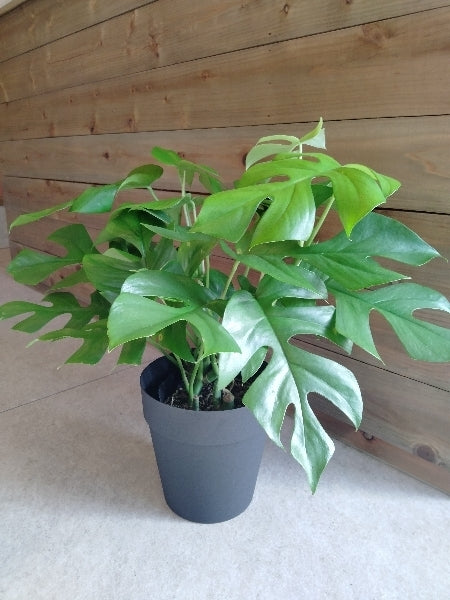 姫モンステラ 5号L【店頭受取】