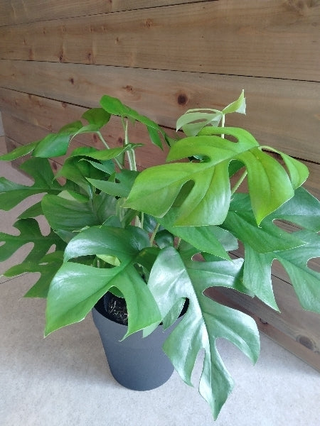 姫モンステラ 5号L【店頭受取】