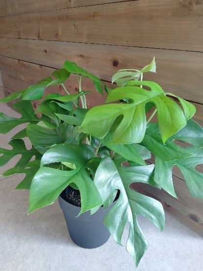 姫モンステラ 5号L【店頭受取】