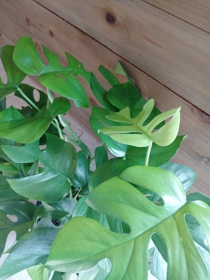 姫モンステラ 5号L【店頭受取】