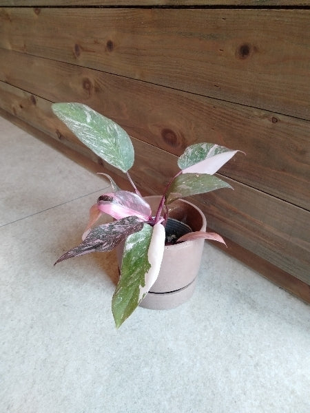 フィロデンドロン・ピンクプリンセス 3号【店頭受取】